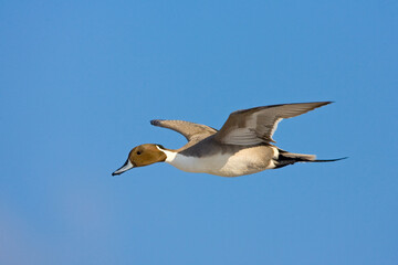 Northern Pintail, Pijlstaart, Anas acuta