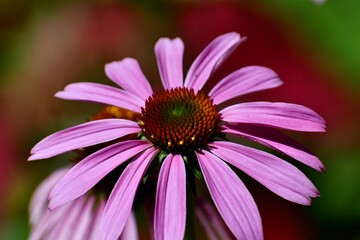 Obraz premium Purple coneflower