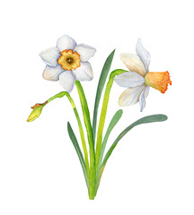 Watercolor illustration of white daffodil flowers and bud with green leaves. A botanical element isolated on white background, romantic illustration