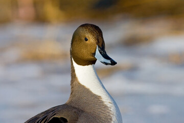 Fototapeta premium Pijlstaart, Northern Pintail, Anas acuta