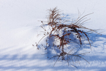 Fototapeta na wymiar Shadows from a bush in the snow. Winter background