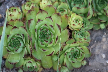 cactus in the garden