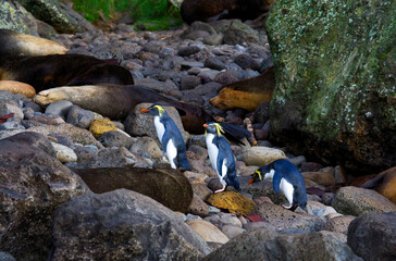 Noordelijke Rotsspringer; Northern Rockhopper Penguin; Eudyptes moseleyi
