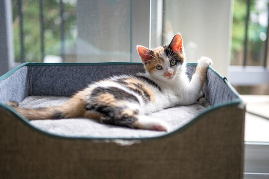 Adorable calico kitten stretched out in the sun. Portrait of kitty looking at the camera.