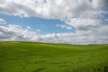 green grass and blue sky