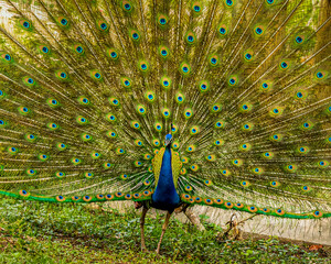 Obraz premium Dancing Peacock