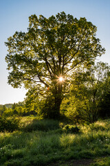 Leśne klimaty w Sudetach Zachodnich.  © Radek