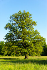 Fototapeta premium Leśne klimaty w Sudetach Zachodnich. 