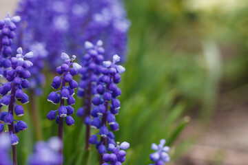 Blue muscari flower. Small depth of field