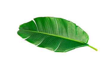 Fresh whole banana leaf isolated on white background - obrazy, fototapety, plakaty