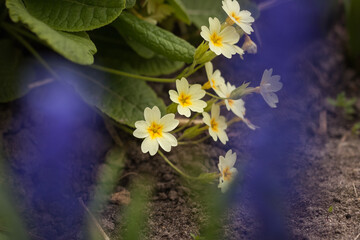 Primrose primula flowers among the plants in the garden. Small depth of field