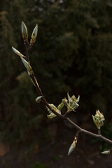 Young pear leaves. Small depth of field