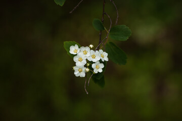White flowers of Spiraea. Small depth of field