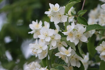 tree blossom