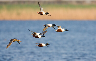 Northern Shoveler, Slobeend, Anas clypeata
