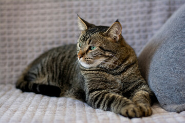 Fototapeta na wymiar Close-up portrait of an attractive healthy cat