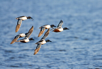Northern Shoveler, Slobeend, Anas clypeata