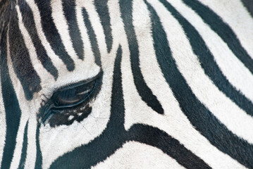 Fototapeta na wymiar zebra eye side close-up. selective focus