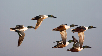 Northern Shoveler, Slobeend, Anas clypeata