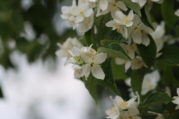 tree blossom