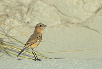 Northern Wheatear, Tapuit, Oenanthe oenanthe