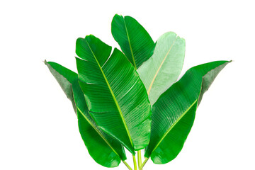 Group of big green banana leaves of exotic palm tree in sunshine on white background. Tropical plant foliage with visible texture. Pollution free symbol. Close up - obrazy, fototapety, plakaty