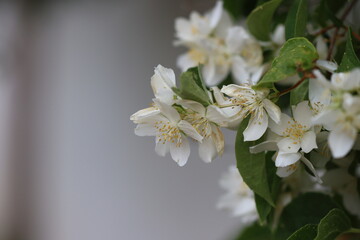 tree blossom