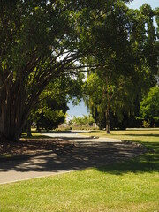 Sea through trees