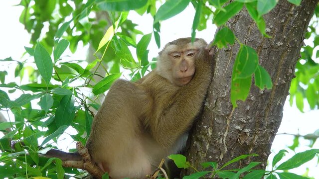 The little monkey slept happily in the tall tree.Rainforest, Latin America