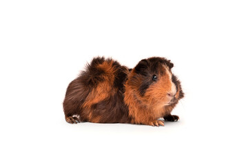 guinea pig isolated on a white background