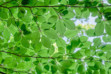 Fototapeta na wymiar Beech tree green foliage
