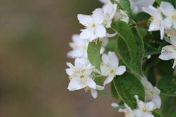 tree blossom