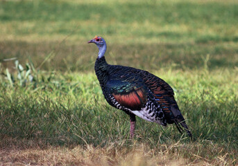 Ocellated Turkey, Pauwkalkoen, Meleagris ocellata