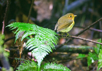 Okerborstdwergmierpitta, Ochre-breasted Antpitta, Grallaricula flavirostris