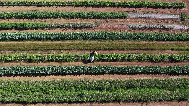 Ascending overhead aerial view of two men wearing straw hats picking swiss chard on a farm in morning light.