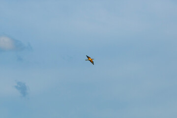 bee-eater in the sky