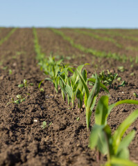 field with corn in spring. Parposts of plants began to grow in a straight line. Field of an agricultural enterprise
