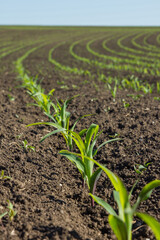 field with corn in spring. Parposts of plants began to grow in a straight line. Field of an agricultural enterprise
