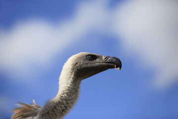 Griffon vulture portrait with blue sky in the background