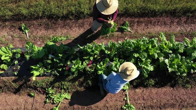 Closeup overhead aerial view of two men wearing straw hats picking swiss chard on a farm in morning light.