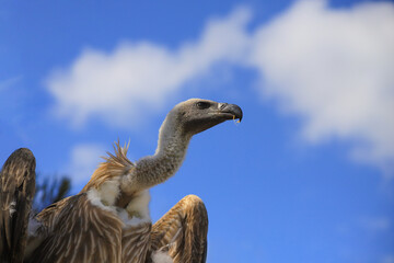 Griffon vulture portrait with blue sky in the background