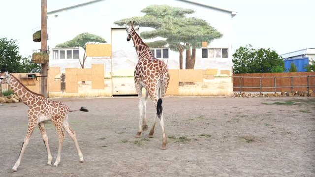 Giraffes in a zoo. Giraffes in safari park. Beautiful giraffes family mother and child in the zoo.