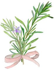 Watercolor rosemary bouquet with a pink bow.