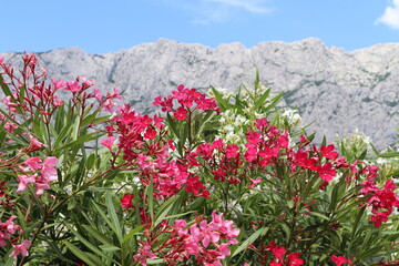 Bright red and pink oleander flowers against the backdrop of tall gray mountains and blue sky. 
