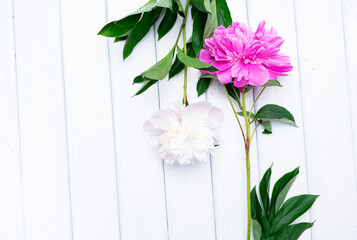 Peonies on a white background