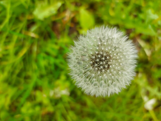 White fluffy dandelion seed ball