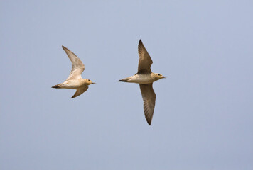 Aziatische Goudplevier, Pacific Golden Plover, Pluvialis fulva