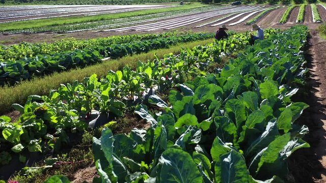 Distant push in aerial view of two men wearing straw hats picking swiss chard on a farm in morning light.