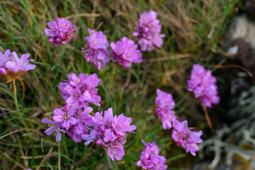 Purple flower close up