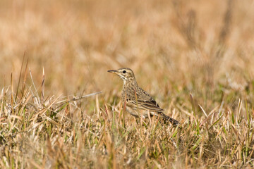 Veldpieper, Paddyfield Pipit, Anthus rufulus